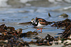 ruddy turnstone