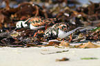 ruddy turnstones