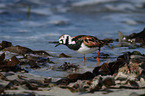 ruddy turnstone