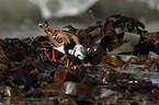 ruddy turnstone