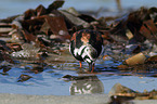 ruddy turnstone