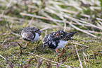 ruddy turnstones