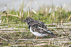 ruddy turnstone