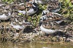 ruddy turnstones