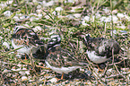 ruddy turnstones