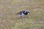 ruddy turnstone