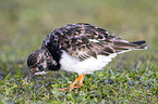 ruddy turnstone