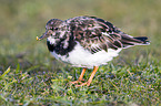 ruddy turnstone