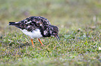 ruddy turnstone