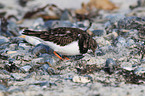 ruddy turnstone