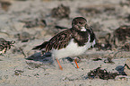 ruddy turnstone