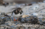 ruddy turnstone