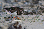 ruddy turnstone