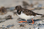 ruddy turnstone