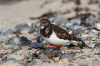 ruddy turnstone