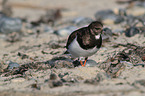 ruddy turnstone