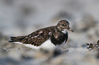 ruddy turnstone