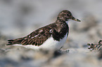 ruddy turnstone