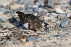 ruddy turnstone