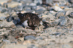 ruddy turnstone