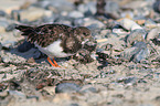 ruddy turnstone