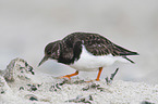 walking Ruddy Turnstone