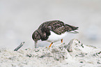 walking Ruddy Turnstone