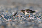 standing Ruddy Turnstone