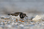 walking Ruddy Turnstone