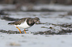 walking Ruddy Turnstone