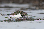 standing Ruddy Turnstone