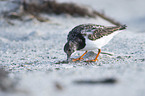 standing Ruddy Turnstone