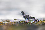 turnstone