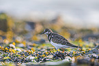 turnstone