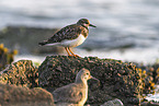 turnstone