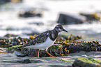 turnstone