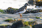 turnstone