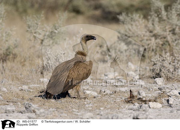 Rppels Griffon / WS-01577