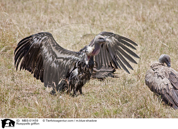 Sperbergeier / Rueppells griffon / MBS-01459