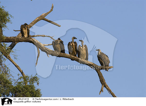rueppells griffon vultures / JR-01415