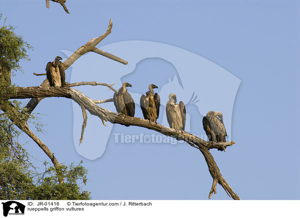Sperbergeier / rueppells griffon vultures / JR-01416