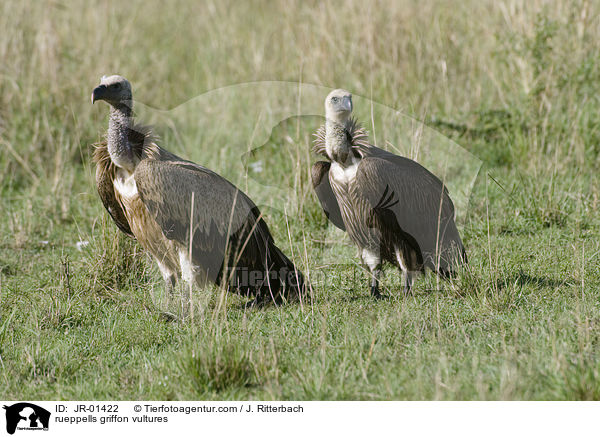 rueppells griffon vultures / JR-01422