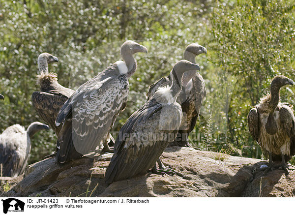 Sperbergeier / rueppells griffon vultures / JR-01423