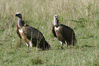 rueppells griffon vultures