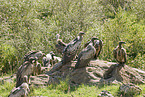rueppells griffon vultures
