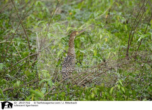 Marmorreiher / rufescent tiger-heron / JR-01702