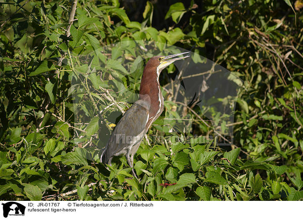 Marmorreiher / rufescent tiger-heron / JR-01767