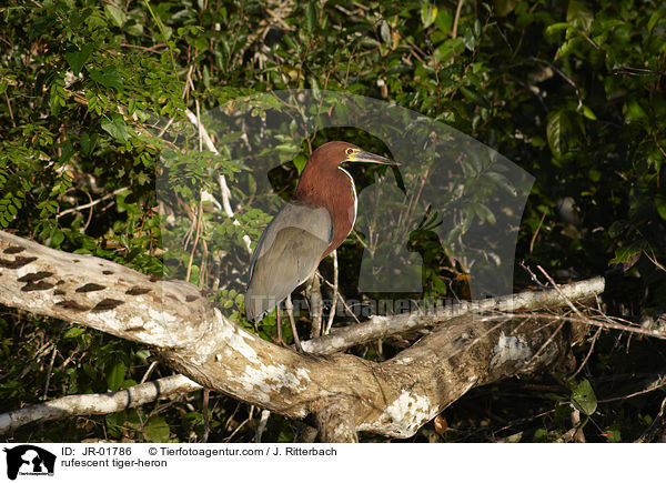 Marmorreiher / rufescent tiger-heron / JR-01786