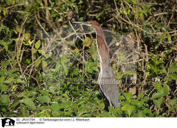 Marmorreiher / rufescent tiger-heron / JR-01794