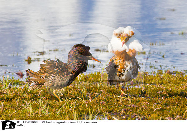 Kampfl�ufer / ruffs / HB-01660
